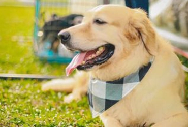 Coexistence Pet boarding