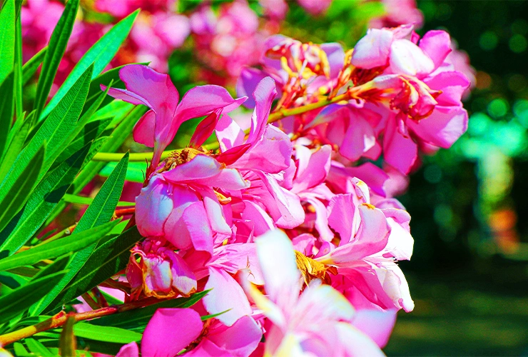 Blossom Orchid Garden