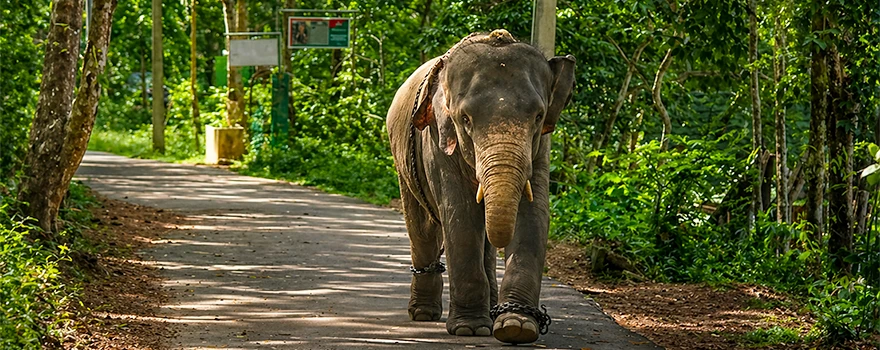Eco tourism activities at Kottur Elephant Rehabilitation Centre near Neyyar Sanctuary