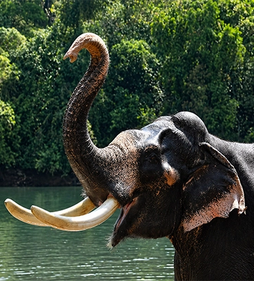 Kottur Elephant Rehabilitation Centre in Thiruvananthapuram 
